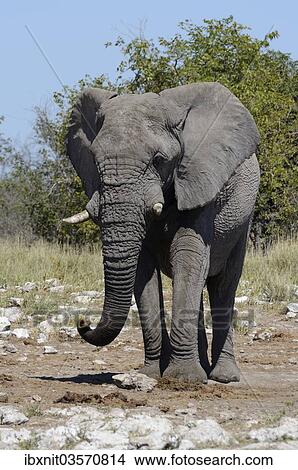 "African Bush Elephant (Loxodonta africana), Etosha National Park, Namibia, Africa" View Large Photo Image Picture - "African Bush Elephant (Loxodonta africana), Etosha National Park, Namibia, Africa". Fotosearch