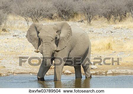 "African Bush Elephant (Loxodonta africana), drinking, Koinachas Waterhole, Etosha National Park, Namibia, Africa" View Large Photo Image Picture - "African Bush Elephant (Loxodonta africana), drinking, Koinachas Waterhole, Etosha National Park, Namibia, Africa". Fotosearch