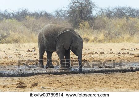 "African Bush Elephant (Loxodonta africana) at a waterhole, Etosha National Park, Namibia, Africa" View Large Photo Image Picture - "African Bush Elephant (Loxodonta africana) at a waterhole, Etosha National Park, Namibia, Africa". Fotosearch