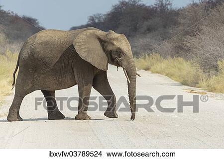 "African Bush Elephant (Loxodonta africana) crossing a road, Etosha National Park, Namibia, Africa" View Large Photo Image Picture - "African Bush Elephant (Loxodonta africana) crossing a road, Etosha National Park, Namibia, Africa". Fotosearch