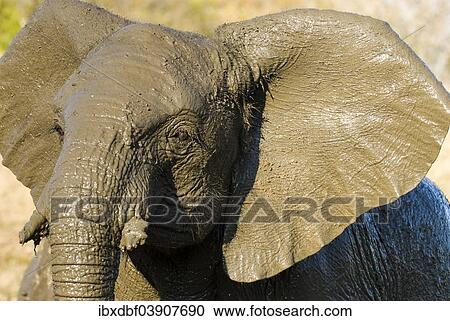"African Bush Elephant (Loxodonta africana) bathing in mud, Mpumalanga Province, South Africa, Africa" View Large Photo Image Stock Image - "African Bush Elephant (Loxodonta africana) bathing in mud, Mpumalanga Province, South Africa, Africa". Fotosearch