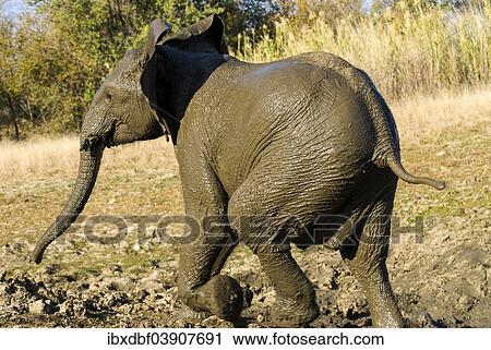 "African Bush Elephant (Loxodonta africana) bathing in mud, Mpumalanga Province, South Africa, Africa" View Large Photo Image Stock Image - "African Bush Elephant (Loxodonta africana) bathing in mud, Mpumalanga Province, South Africa, Africa". Fotosearch