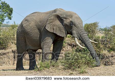 Stock Image - "African Bush Elephant (Loxodonta africana), Maasai Mara National Reserve, Kenya, Africa". Fotosearch