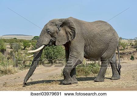 "African Bush Elephant (Loxodonta africana), Maasai Mara National Reserve, Kenya, Africa" View Large Photo Image Stock Image - "African Bush Elephant (Loxodonta africana), Maasai Mara National Reserve, Kenya, Africa". Fotosearch