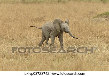"African Bush Elephant (Loxodonta africana), calf, Massai Mara, Rift Valley Province, Kenya, Africa" View Large Photo Image Stock Image - "African Bush Elephant (Loxodonta africana), calf, Massai Mara, Rift Valley Province, Kenya, Africa". Fotosearch