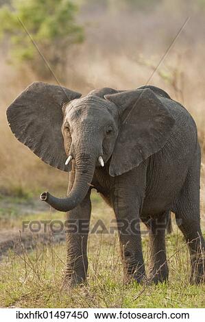 "African Bush Elephant (Loxodonta africana), Mudumu National Park, Namibia, Africa" View Large Photo Image Stock Image - "African Bush Elephant (Loxodonta africana), Mudumu National Park, Namibia, Africa". Fotosearch