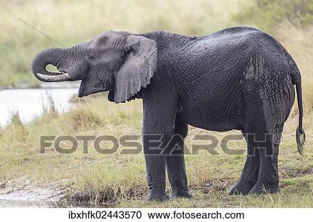 "African Bush Elephant (Loxodonta africana), Madumu National Park, Caprivi Strip, Namibia, Africa" View Large Photo Image Stock Image - "African Bush Elephant (Loxodonta africana), Madumu National Park, Caprivi Strip, Namibia, Africa". Fotosearch