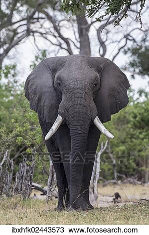 Stock Image - "African Bush Elephant (Loxodonta africana), Mamili National Park, Caprivi Strip, Namibia, Africa". Fotosearch
