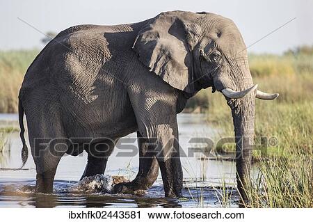 "African Bush Elephant (Loxodonta africana), Mamili National Park, Caprivi Strip, Namibia, Africa" View Large Photo Image Stock Image - "African Bush Elephant (Loxodonta africana), Mamili National Park, Caprivi Strip, Namibia, Africa". Fotosearch