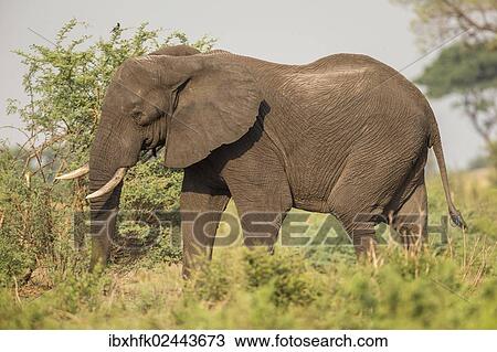 "African Bush Elephant (Loxodonta africana), Khaudum National Park, Namibia, Africa" View Large Photo Image Stock Image - "African Bush Elephant (Loxodonta africana), Khaudum National Park, Namibia, Africa". Fotosearch