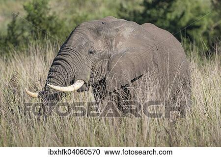 "African Bush Elephant (Loxodonta africana), Queen Elizabeth National Park, Uganda, Africa" View Large Photo Image Stock Image - "African Bush Elephant (Loxodonta africana), Queen Elizabeth National Park, Uganda, Africa". Fotosearch