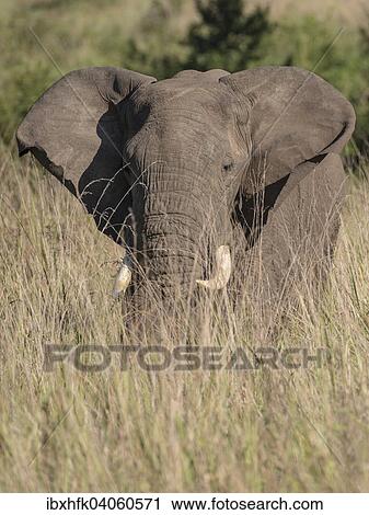 "African Bush Elephant (Loxodonta africana), Queen Elizabeth National Park, Uganda, Africa" View Large Photo Image Stock Image - "African Bush Elephant (Loxodonta africana), Queen Elizabeth National Park, Uganda, Africa". Fotosearch