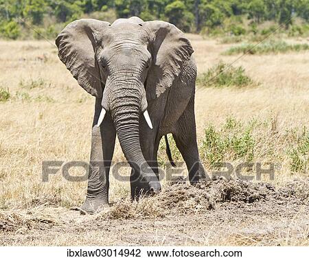 "African Bush Elephant (Loxodonta africana), Masai Mara, Rift Valley Province, Kenya, Africa" View Large Photo Image Stock Image - "African Bush Elephant (Loxodonta africana), Masai Mara, Rift Valley Province, Kenya, Africa". Fotosearch