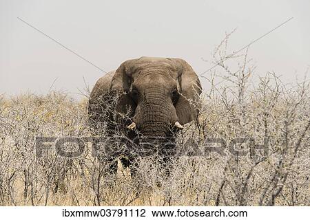 "African Bush Elephant (Loxodonta africana), bull standing between dry acacia bushes, Etosha National Park, Namibia, Africa" View Large Photo Image Stock Image - "African Bush Elephant (Loxodonta africana), bull standing between dry acacia bushes, Etosha National Park, Namibia, Africa". Fotosearch