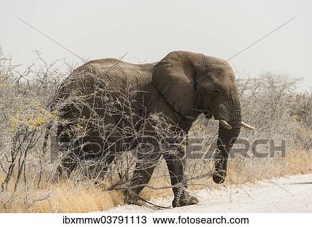Stock Image - "African Bush Elephant (Loxodonta africana), bull crossing a road, Etosha National Park, Namibia, Africa". Fotosearch