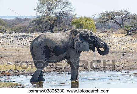 "African Bush Elephant (Loxodonta africana), Koinachas waterhole, Etosha National Park, Namibia, Africa" View Large Photo Image Stock Image - "African Bush Elephant (Loxodonta africana), Koinachas waterhole, Etosha National Park, Namibia, Africa". Fotosearch