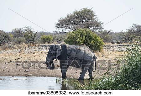Stock Image - "African Bush Elephant (Loxodonta africana), Koinachas waterhole, Etosha National Park, Namibia, Africa". Fotosearch