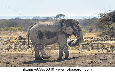 Stock Image - "African Bush Elephant (Loxodonta africana) taking a dust bath, Koinachas waterhole, Etosha National Park, Namibia, Africa". Fotosearch