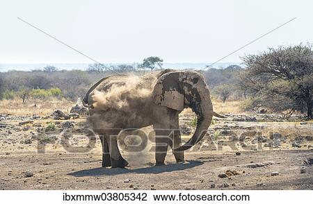 "African Bush Elephant (Loxodonta africana) taking a dust bath, Koinachas waterhole, Etosha National Park, Namibia, Africa" View Large Photo Image Stock Image - "African Bush Elephant (Loxodonta africana) taking a dust bath, Koinachas waterhole, Etosha National Park, Namibia, Africa". Fotosearch