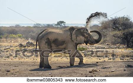 "African Bush Elephant (Loxodonta africana) taking a dust bath, Koinachas waterhole, Etosha National Park, Namibia, Africa" View Large Photo Image Stock Image - "African Bush Elephant (Loxodonta africana) taking a dust bath, Koinachas waterhole, Etosha National Park, Namibia, Africa". Fotosearch