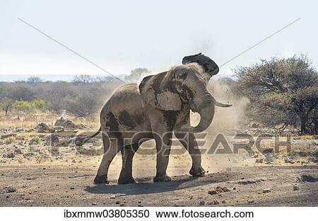 Stock Image - "African Bush Elephant (Loxodonta africana) taking a dust bath, Koinachas waterhole, Etosha National Park, Namibia, Africa". Fotosearch