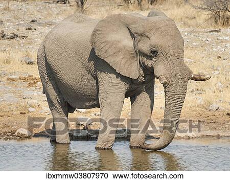 Stock Image - "African Bush Elephant (Loxodonta africana) drinking at Koinachas Waterhole, Etosha National Park, Namibia, Africa". Fotosearch