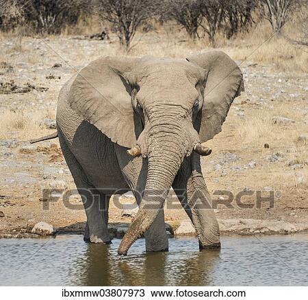 "African Bush Elephant (Loxodonta africana) drinking at Koinachas Waterhole, Etosha National Park, Namibia, Africa" View Large Photo Image Stock Image - "African Bush Elephant (Loxodonta africana) drinking at Koinachas Waterhole, Etosha National Park, Namibia, Africa". Fotosearch