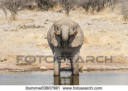 Stock Image - "African Bush Elephant (Loxodonta africana) drinking at Koinachas Waterhole, Etosha National Park, Namibia, Africa". Fotosearch