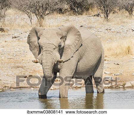 Stock Image - "African Bush Elephant (Loxodonta africana) drinking at Koinachas Waterhole, Etosha National Park, Namibia, Africa". Fotosearch