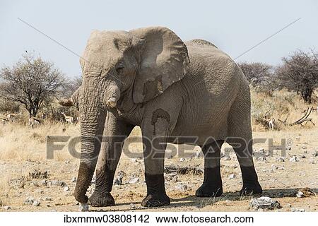 "African Bush Elephant (Loxodonta africana) walking with wet feet on dry grassland, Etosha National Park, Namibia, Africa" View Large Photo Image Stock Image - "African Bush Elephant (Loxodonta africana) walking with wet feet on dry grassland, Etosha National Park, Namibia, Africa". Fotosearch