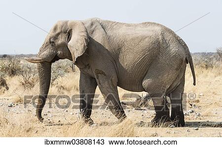Stock Image - "African Bush Elephant (Loxodonta africana) walking with wet feet on dry grassland, Etosha National Park, Namibia, Africa". Fotosearch