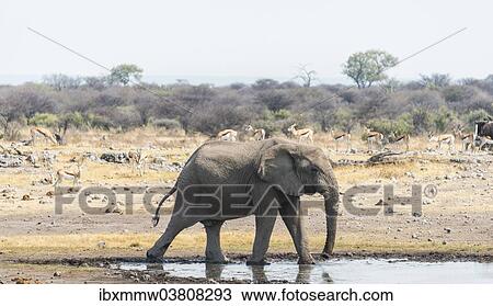 Stock Image - "African Bush Elephant (Loxodonta africana) drinking at Koinachas Waterhole, Etosha National Park, Namibia, Africa". Fotosearch