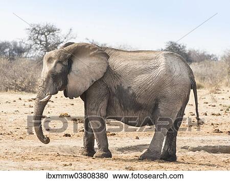 Stock Image - "African Bush Elephant (Loxodonta africana), Etosha National Park, Namibia, Africa". Fotosearch
