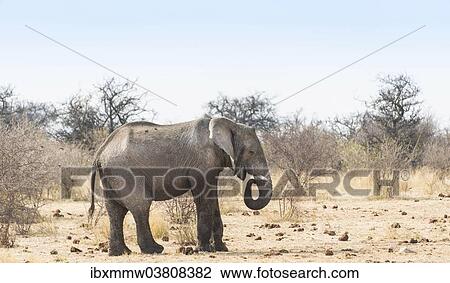 "African Bush Elephant (Loxodonta africana), Etosha National Park, Namibia, Africa" View Large Photo Image Stock Image - "African Bush Elephant (Loxodonta africana), Etosha National Park, Namibia, Africa". Fotosearch