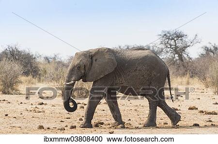 "African Bush Elephant (Loxodonta africana), Etosha National Park, Namibia, Africa" View Large Photo Image Stock Image - "African Bush Elephant (Loxodonta africana), Etosha National Park, Namibia, Africa". Fotosearch