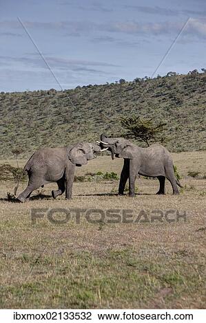 "African Bush Elephant (Loxodonta africana), two young bulls fighting each other, Masai Mara National Reserve, Kenya, East Africa, Africa, PublicGround, Africa" View Large Photo Image Stock Image - "African Bush Elephant (Loxodonta africana), two young bulls fighting each other, Masai Mara National Reserve, Kenya, East Africa, Africa, PublicGround, Africa". Fotosearch
