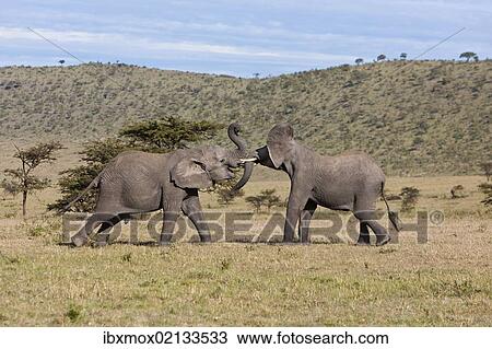 Stock Image - "African Bush Elephant (Loxodonta africana), two young bulls fighting each other, Masai Mara National Reserve, Kenya, East Africa, Africa, PublicGround, Africa". Fotosearch