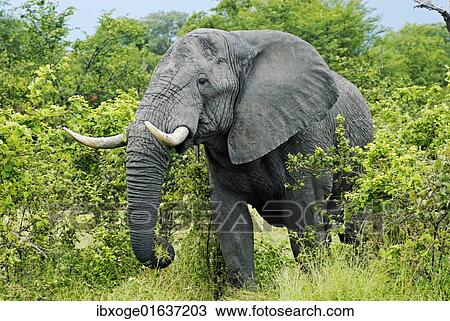 Stock Image - "African Bush Elephant (Loxodonta africana) during feeding, near the Khwai River, Okavango Delta, Botswana, Africa". Fotosearch
