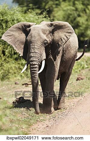 "African Bush Elephant (Loxodonta africana), Lake Manyara National Park, Tanzania, Africa" View Large Photo Image Stock Image - "African Bush Elephant (Loxodonta africana), Lake Manyara National Park, Tanzania, Africa". Fotosearch