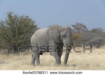 "African Bush Elephant (Loxodonta africana), Etosha National Park, Namibia, Africa" View Large Photo Image Stock Image - "African Bush Elephant (Loxodonta africana), Etosha National Park, Namibia, Africa". Fotosearch