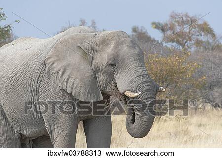 Stock Image - "African Bush Elephant (Loxodonta africana), eating, Etosha National Park, Namibia, Africa". Fotosearch