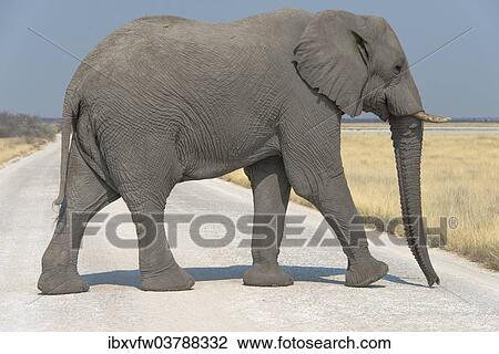 Stock Image - "African Bush Elephant (Loxodonta africana) crossing a road, Etosha National Park, Namibia, Africa". Fotosearch