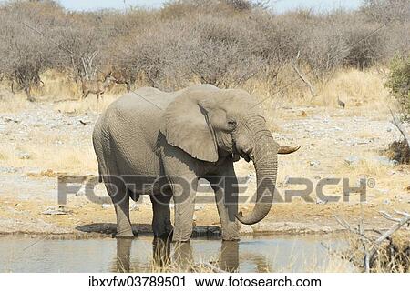 "African Bush Elephant (Loxodonta africana), drinking, Koinachas Waterhole, Etosha National Park, Namibia, Africa" View Large Photo Image Stock Image - "African Bush Elephant (Loxodonta africana), drinking, Koinachas Waterhole, Etosha National Park, Namibia, Africa". Fotosearch