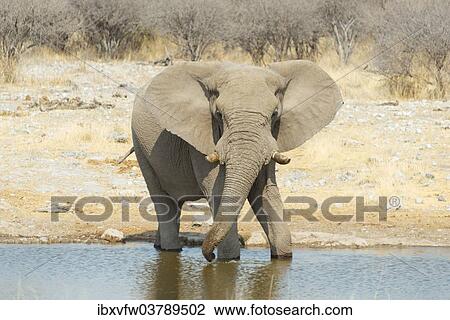 "African Bush Elephant (Loxodonta africana), drinking, Koinachas Waterhole, Etosha National Park, Namibia, Africa" View Large Photo Image Stock Image - "African Bush Elephant (Loxodonta africana), drinking, Koinachas Waterhole, Etosha National Park, Namibia, Africa". Fotosearch