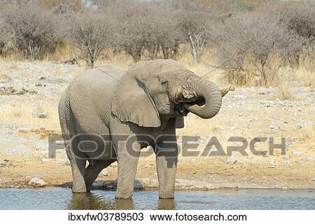 "African Bush Elephant (Loxodonta africana), drinking, Koinachas Waterhole, Etosha National Park, Namibia, Africa" View Large Photo Image Stock Image - "African Bush Elephant (Loxodonta africana), drinking, Koinachas Waterhole, Etosha National Park, Namibia, Africa". Fotosearch