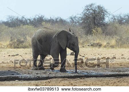 "African Bush Elephant (Loxodonta africana) at a waterhole, Etosha National Park, Namibia, Africa" View Large Photo Image Stock Image - "African Bush Elephant (Loxodonta africana) at a waterhole, Etosha National Park, Namibia, Africa". Fotosearch