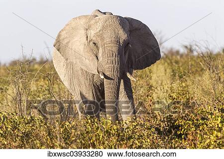 "African Bush Elephant (Loxodonta africana), Etosha National Park, Namibia, Africa" View Large Photo Image Stock Image - "African Bush Elephant (Loxodonta africana), Etosha National Park, Namibia, Africa". Fotosearch