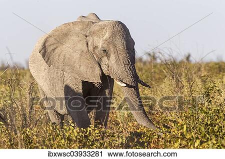 "African Bush Elephant (Loxodonta africana), Etosha National Park, Namibia, Africa" View Large Photo Image Stock Image - "African Bush Elephant (Loxodonta africana), Etosha National Park, Namibia, Africa". Fotosearch