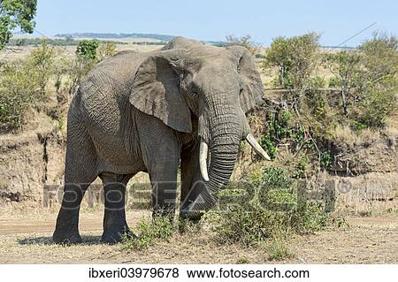 Stock Photo - "African Bush Elephant (Loxodonta africana), Maasai Mara National Reserve, Kenya, Africa". Fotosearch