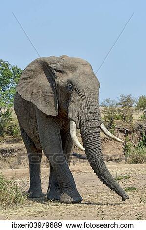 "African Bush Elephant (Loxodonta africana), Maasai Mara National Reserve, Kenya, Africa" View Large Photo Image Stock Photo - "African Bush Elephant (Loxodonta africana), Maasai Mara National Reserve, Kenya, Africa". Fotosearch